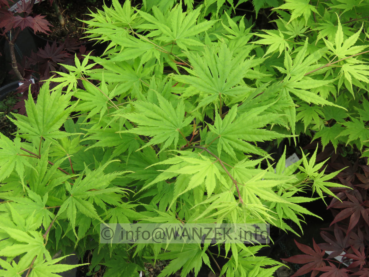 Acer palmatum Ki Hachi jo - Austrieb.JPG